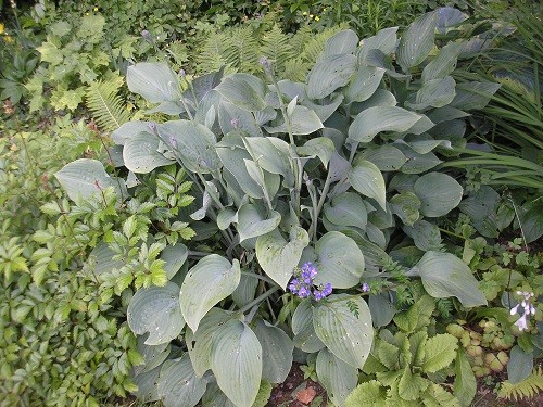 Hosta Halcyon