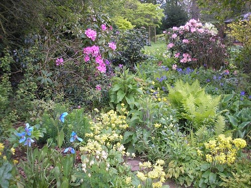 Rhodo bed. May 2012