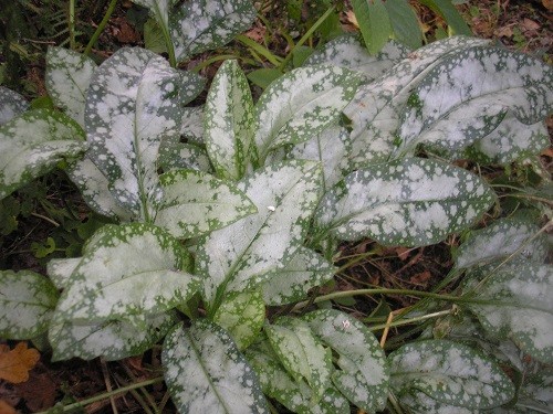 Pulmonaria.