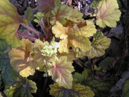 Heuchera