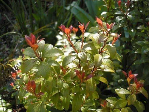 Pieris Forest Flame