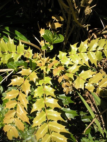 Mahonia seedling