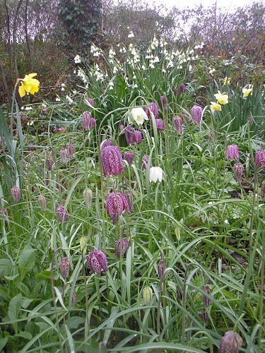 Fritillaries