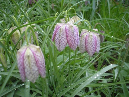 Snakeshead fritillaries