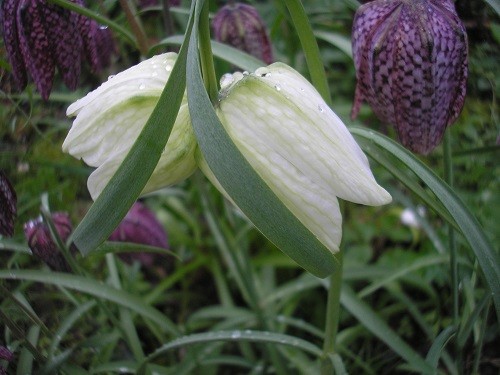 Snakeshead fritillaries