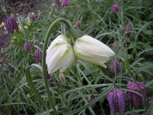 Fritillaria meleagris