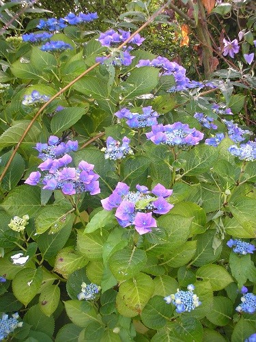 Lacecap Hydrangea.