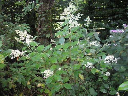 Hydrangea paniculata Kyushu.