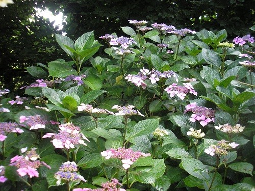 Lacecap Hydrangea.