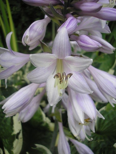 Hosta flowers.