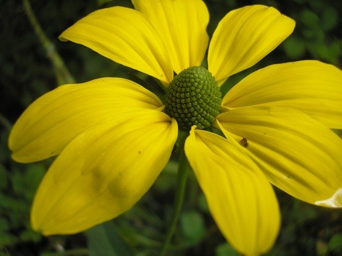 Rudbeckia hirta Irish Eyes..