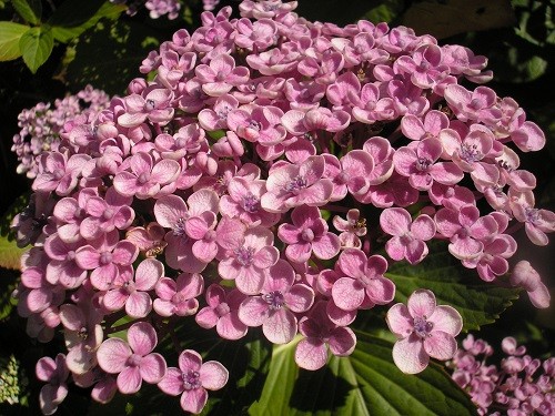 Hydrangea Ayesha.