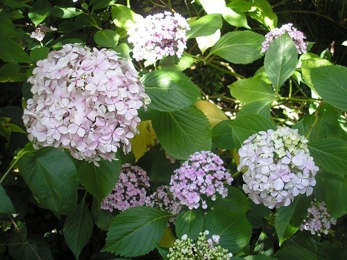 Mophead Hydrangea.