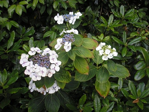 Lacecap Hydrangea.