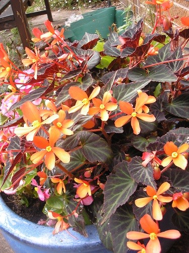 Begonia Glowing Embers.