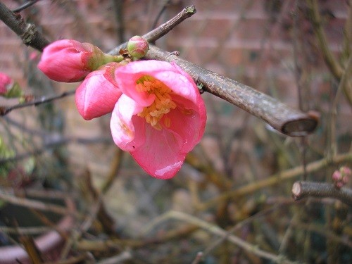 Starting by the back door, the Chaenomeles is still flowering and has been for months now. Not quite so many flowers, but still plenty of buds.