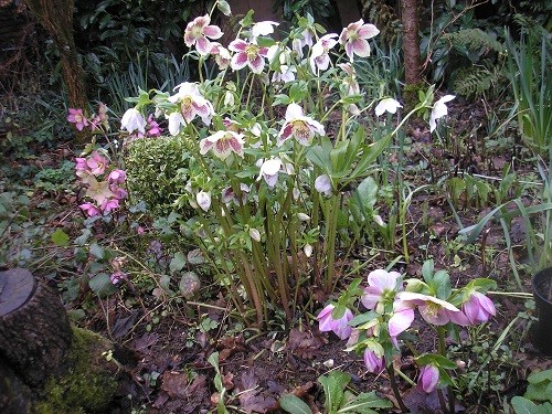 Hellebores in the front by the drive.