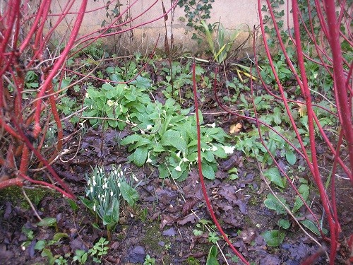 Snowdrops and Primroses by the driveway.