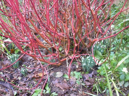 Snowdrops and Cornus.