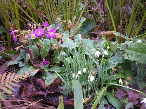 Moving round to the back garden, snowdrops and Primula.