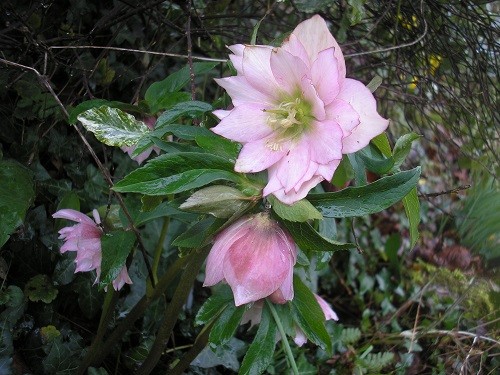 Hellebore.