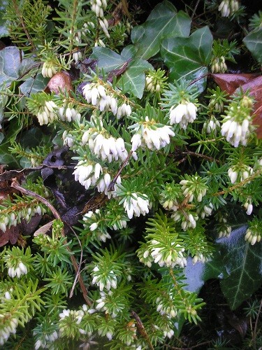 Winter flowering heather.