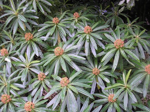 Euphorbia mellifera