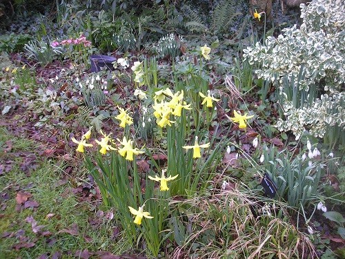 Flowerbed in front of the woodland with snowdrops, hellebores, narcissus, cyclamen and pulmonaria.