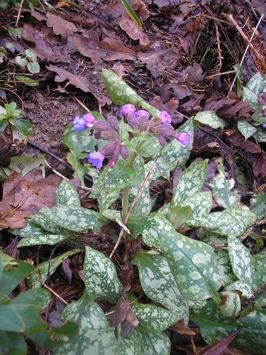 Pulmonaria in the ditch.