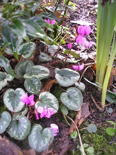 Cyclamen coum in the ditch.