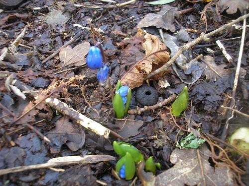 Scilla siberica starting to flower.