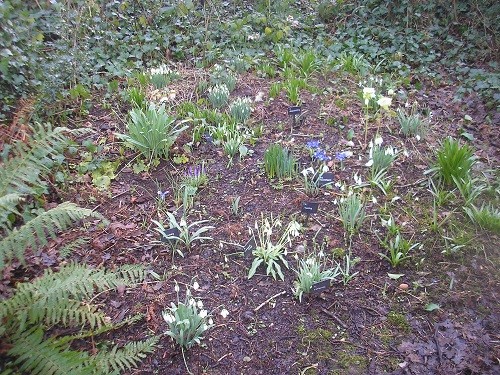 Snowdrop hill at the end of the woodland