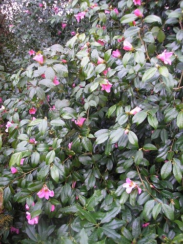 Camellia which has been flowering since December.