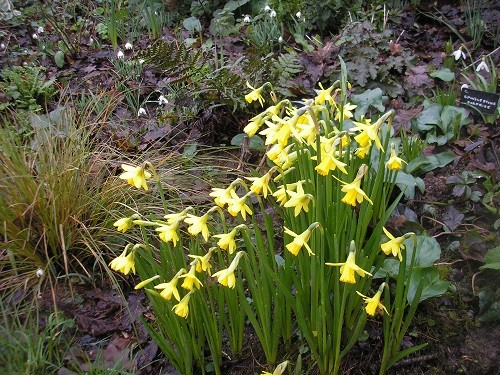 Narcissus Tete a Tete in the Rhododendron bed.