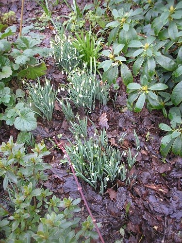 Wild snowdrops in the Rhododendron bed.