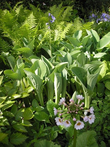 The bog garden awakes!