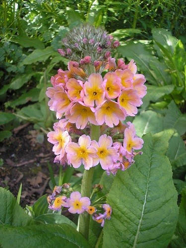 Candelabra primula