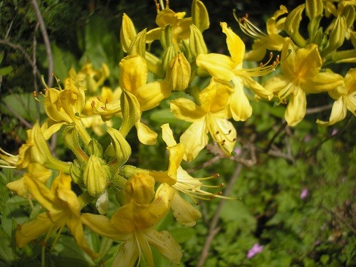 Rhododendron luteum