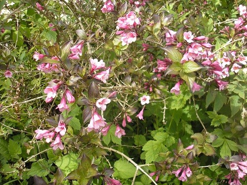 Weigela Victoria ?