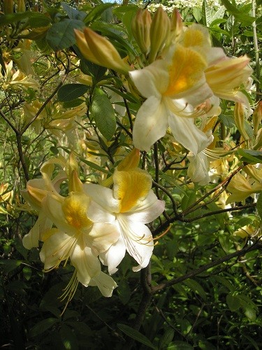 Rhododendron Persil