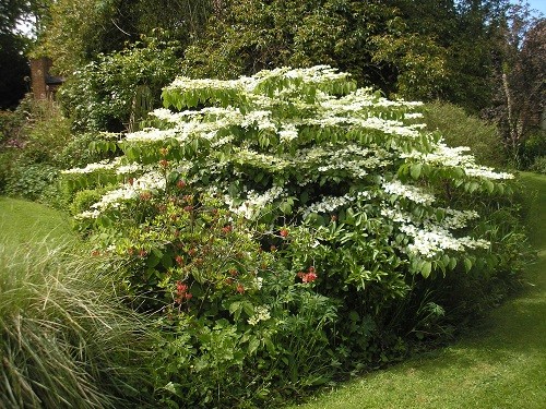 Viburnum plicatum Maresii with R. Homebush