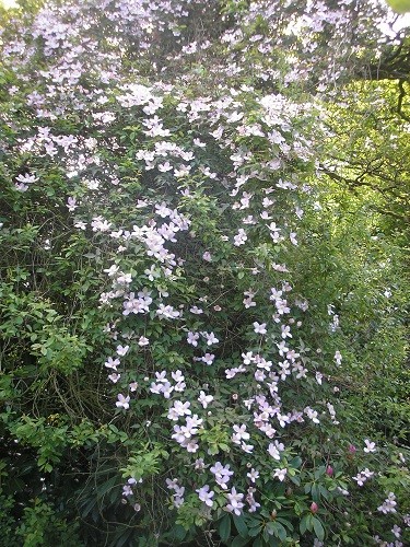 Clematis montana