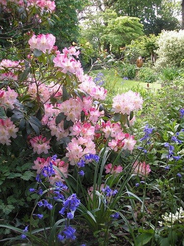 Rhododendron bed