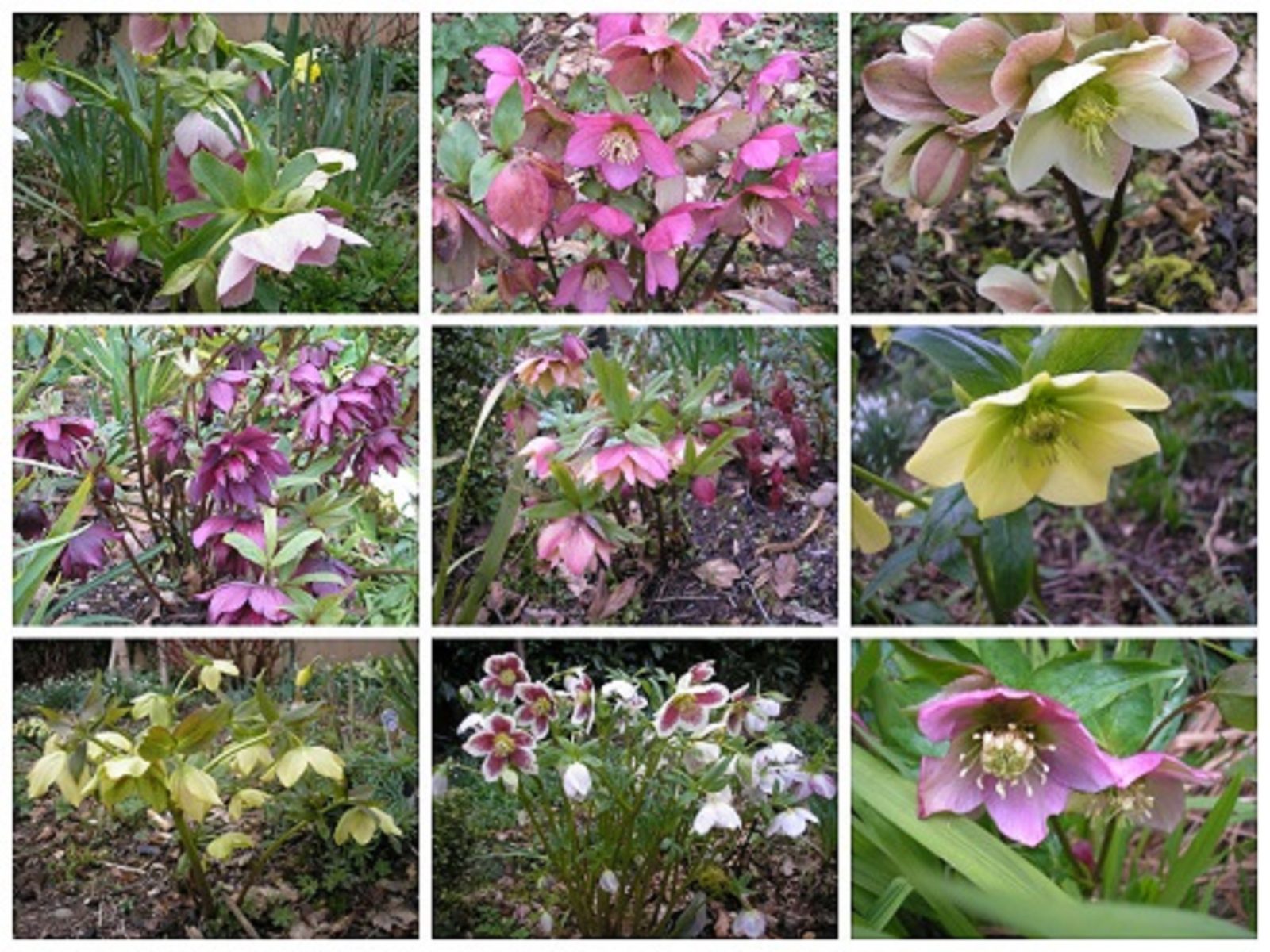 Hellebore time