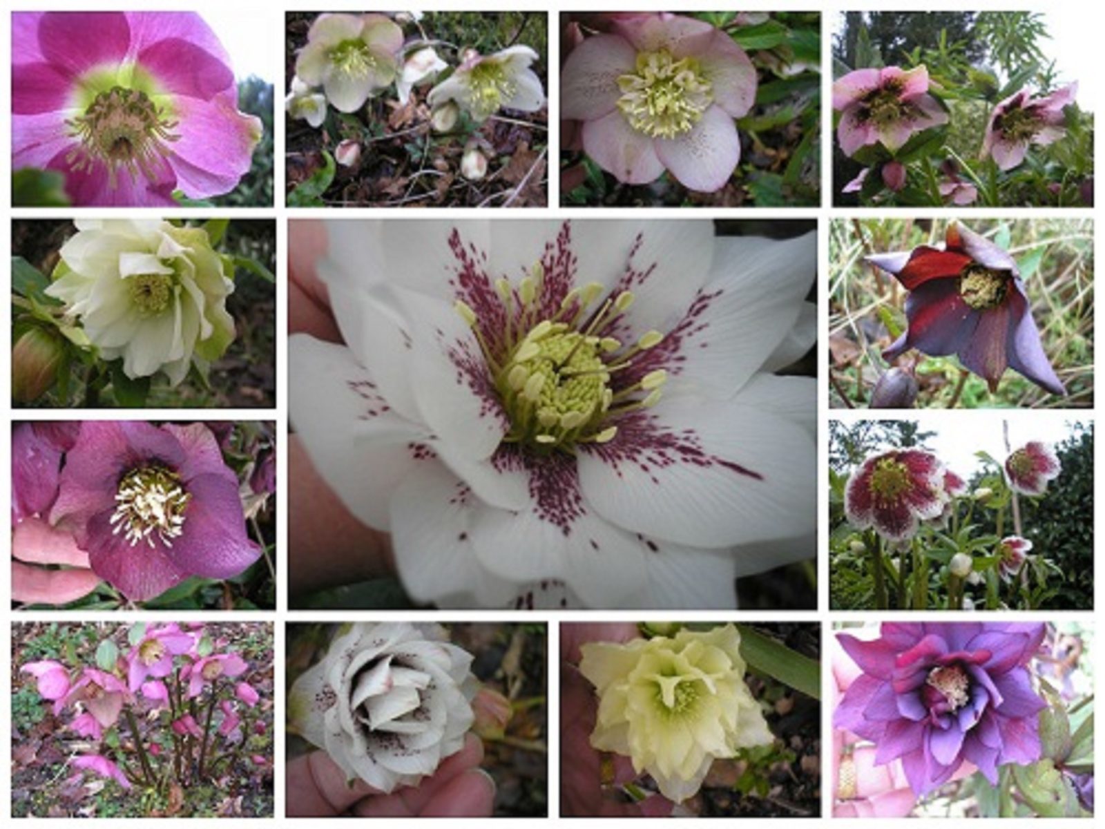 Hellebores February