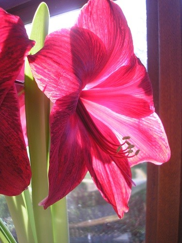 The sun shining through the petals is quite beautiful.