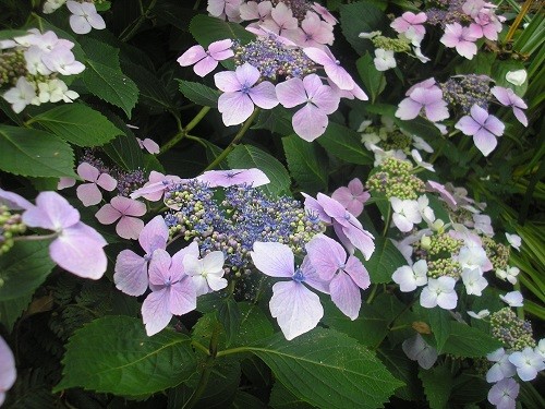 Lacecap Hydrangea