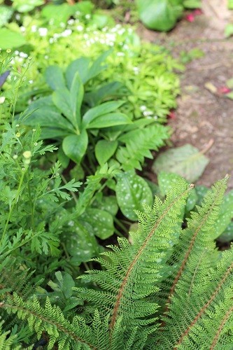 From the bottom, fern with pulmonaria, hellebore, Gallium odoratum