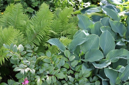 I like to go for combinations of different foliage, hosta with ferns and astilbe.