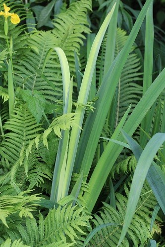 Fern and Iris pseudacorus variegata